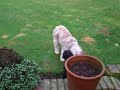 Giant Schnauzer Puppy Moose Meets Tibetan Terrier Millie