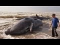 Sperm whales stranded on Australian beach
