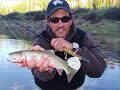 Fly Fishing for TROPHY GRAYLING & COLORADO RIVER CUTTS #2