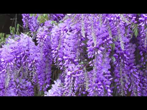 how to wisteria vine