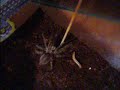 Ceratogyrus darlingi - postawa obronna