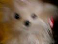 videos de Bixie The Musical Stuffed Dog: Good Ship Lollipop
