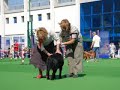 Labradores & Flat Coated - Gibraltar