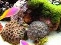 Premier Fish and Reef 180 Gallon display aquarium