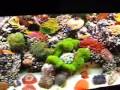 This is a 180 gallon reef aquarium on display at Premier Fish and Reef in Lakewood Colorado. The aquarium has 4 maxi jets and two eductors for flow, 12 X 39 T-5 bulbs for lighting. ...