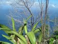 Petit Piton III