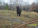 black-stallion.html