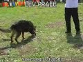 German Shepher focused on the search only ! \"Brix Lev Praee\"
