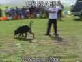 German Shepher focused on the search only ! Brix Lev Praee