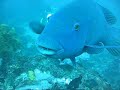 Eastern Blue Groper