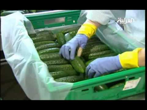 خطوات لتجنب فيروس ايكولاي