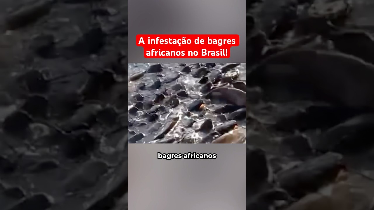 A infestação de bagres africanos no Brasil!