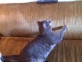 Apollo Creed and one of his sneezing fits
