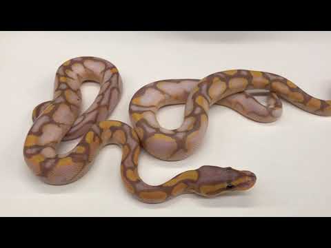 YouTube reptile video