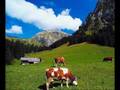 Suisse yodle chanson 3