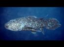 Amazing World, Creatures of Wonder! 5
