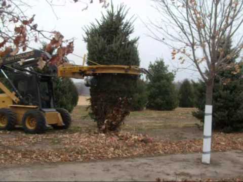 how to transplant umbrella tree