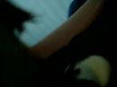 pets