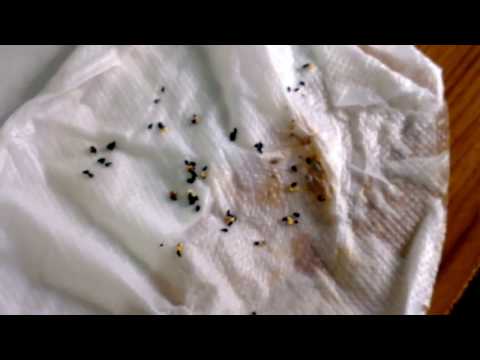 how to grow apple seeds in a bag