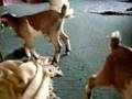 Nubian Goat Twin Doelings - My First Kids