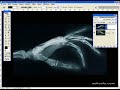 Photoshop Bone Spider