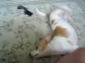 videos de Dogbook Movie: 