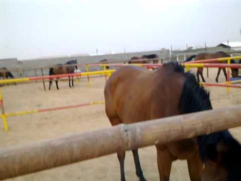 سكس حصان مع بنت