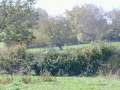Paarden hebben vrijheid op Domaine d\