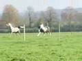 Paarden hebben vrijheid op Domaine d'Ainay