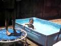 videos de JOAO PEDRO - PICA PAU REBOLADOR