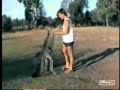 Animais engra�ados