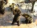 Chinos locos alimentando osos motivados