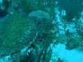 videos de swimming with the turtles