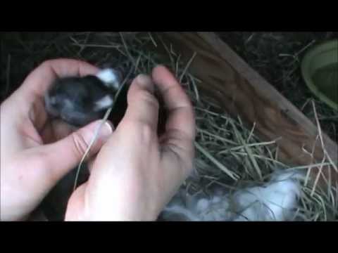 See video