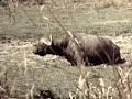 buffalo hunting luangwa valley buffalo hunting luangwa valley
