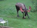 Moose Ball