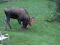 Moose Ball
