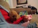how to treat a 9 week old puppy for fleas