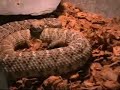 rattlesnake