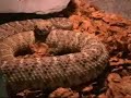 rattlesnake