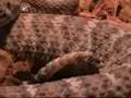 Crotalus atrox