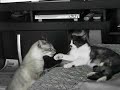 Figth domestico Cats