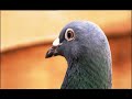 Brummie Pigeons2