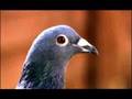 Brummie Pigeons2