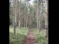 Colorado Trail, 2008 (Watch in High Quality): JUC Trail Fun, Rigel's Last Hike, 2007