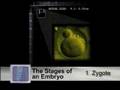 Stem Cells and Human Cloning