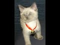 The Cat Came Back The Cat Came Back