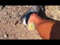 Aray ko po! - Cholla's are a bitch!