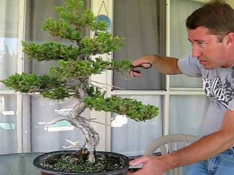 how to care for a juniper bonsai tree