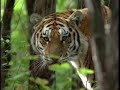 Siberian Tiger - Earths Largest and Strongest Feline Siberian Tiger - Earths Largest and Strongest Feline